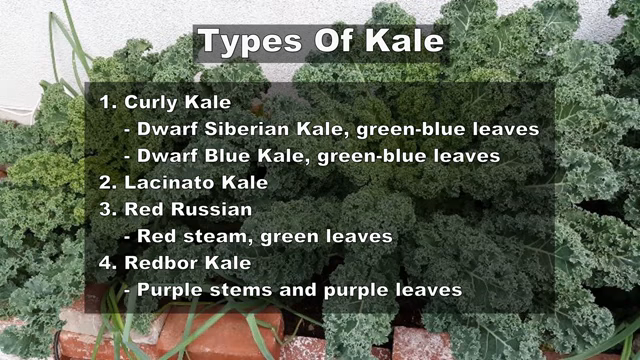 growing kale in pots, Types Of Kale