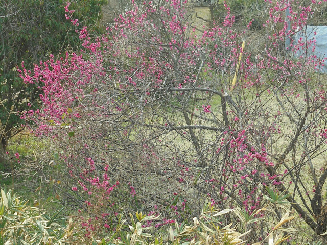 須山自動車の近くの空き地にある梅の花も真っ盛り