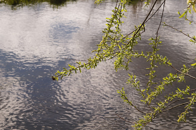 spring breeze in the willows