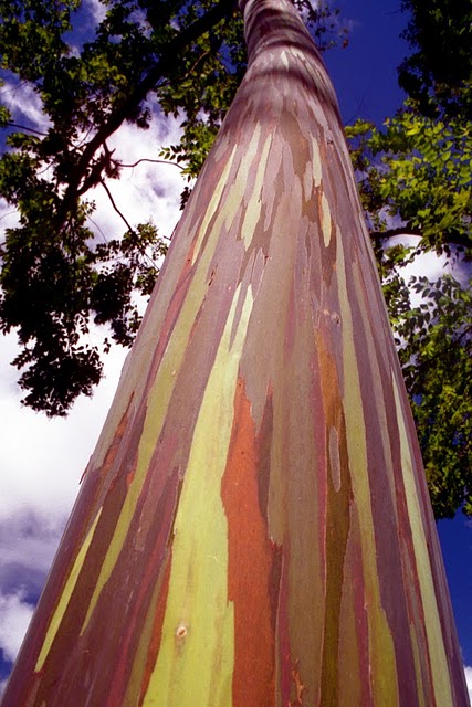 Rainbow eucaliptus5 Pohon Unik dengan Warna Pelangi