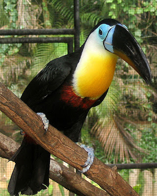 Images of Exotic Swainson's Toucan