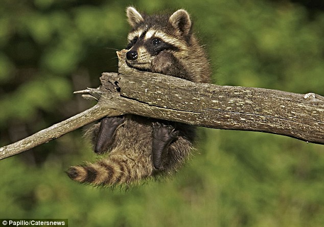 raccoon slipped from a branch, raccoon hangs on dear life by one paw, raccoon pictures