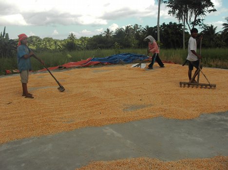 to plant commercial rice.