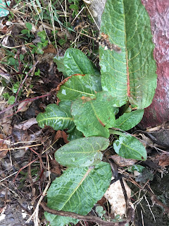 broad leaf dock