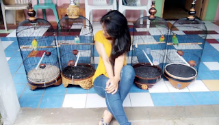Inilah Ciri Ciri Fisik Lovebird Ngekek Panjang Yang Power Full