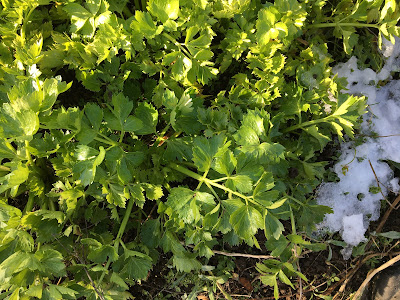 gardening in the snow - celery