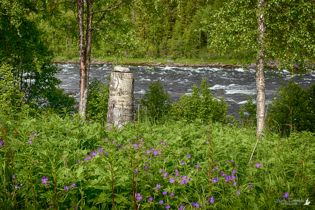 midsommar i Lappland