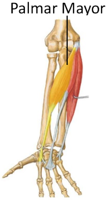 Músculo flexor radial del carpo o palmar mayor