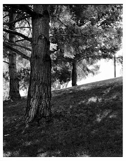 Trees on UVSC Campus - Brandon Allen - Large Format Black and White