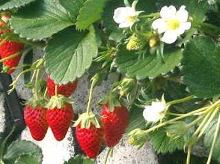 7 Manfaat Buah Strawberry Bagi Kesehatan