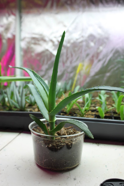 Aloe thraskii young plant