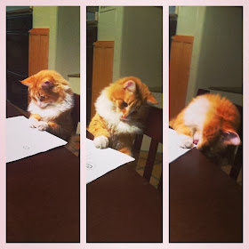 Funny cats - part 87 (40 pics + 10 gifs), cat investigates a paper then licks it