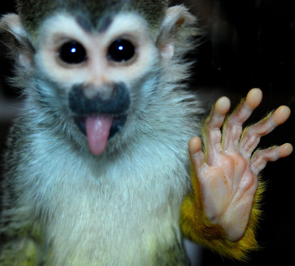 Gambar Meme Lucu Monyet Bikin Ngakak Kumpulan Foto Ekspresif