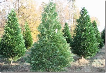 Hunting for a Christmas Tree3