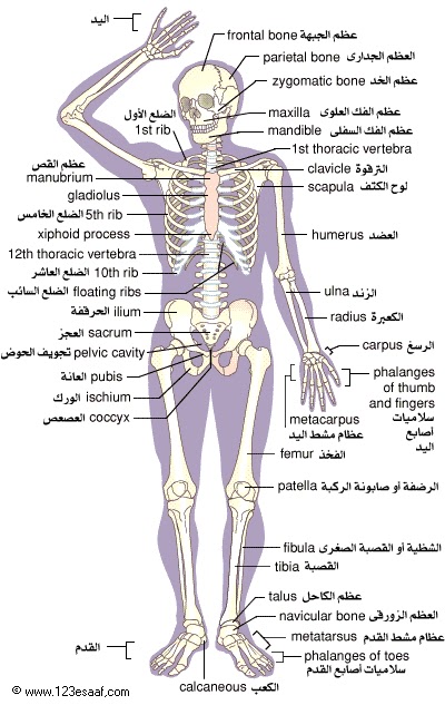 الجهاز الحركي