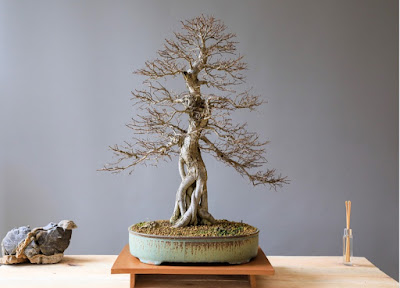 Cara Merawat Pohon Bonsai