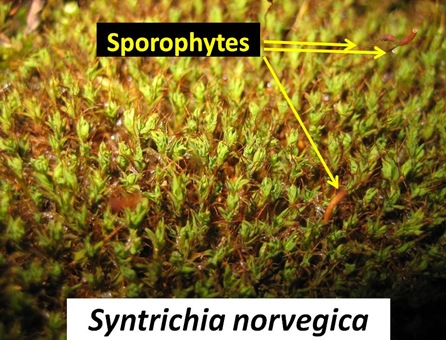 Snorvegica Closeup