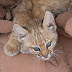 Lynx re-introduction to Scotland ........ Kintyre and E. Aberdeenshire
the most suitable landscapes.