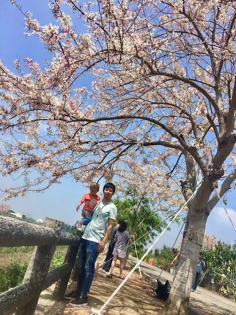 Pink shower trees in Xigang, Tainan, Taiwan