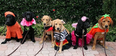 Lone Star pups in their Halloween costumes