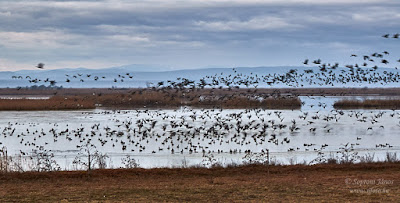 Fertő-Hanság Nemzeti Park, Borsodi-dűlő