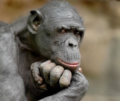 CERITA DAN FOTO LUCU: Monyet Yang Lucu