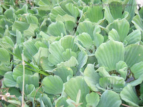 Water Lettuce