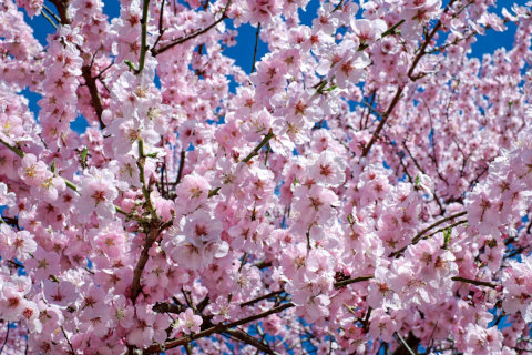 japanese-cherry-trees-flowers-pink