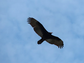 Urubu à tête rouge - Vautour aura