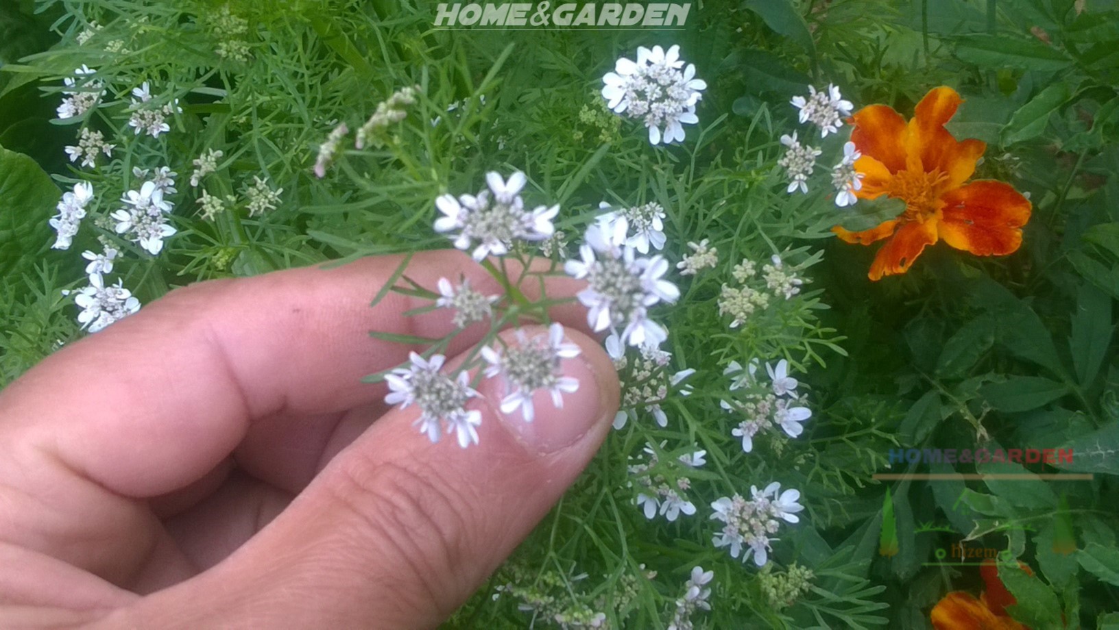 Cilantro is a pretty annual aromatic herb with feathery leaves and large white umbrella flower heads.