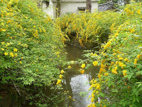 川沿いに咲く黄金の花