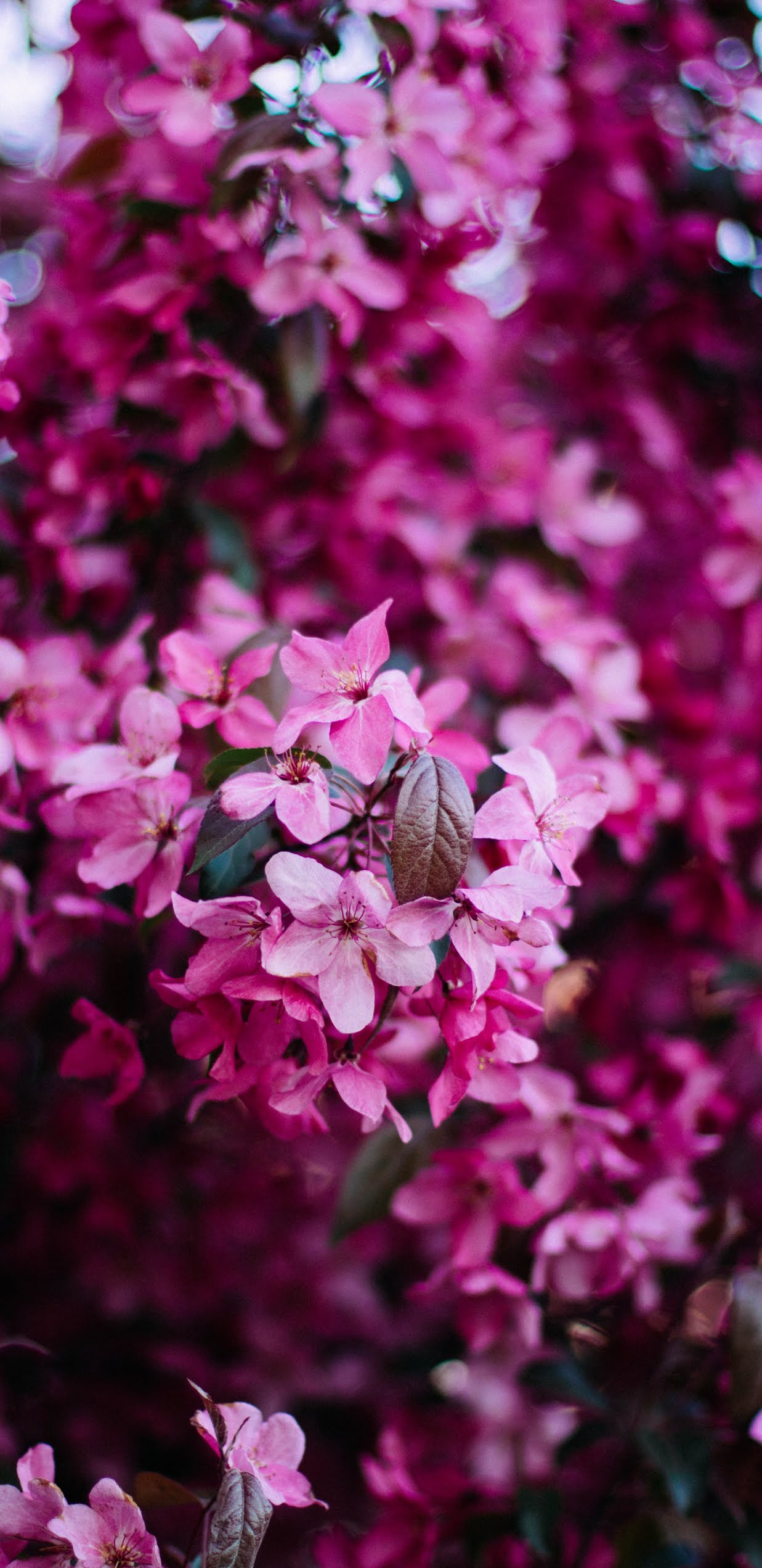 Pink Flowers