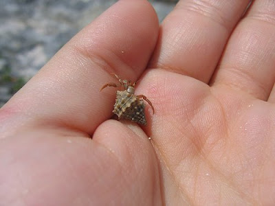 Photos of Tiny Animals In People's Hand