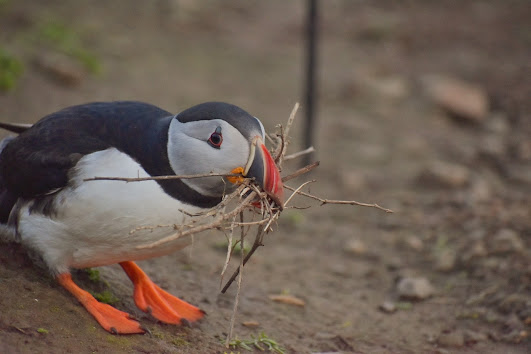 A Puffin with nest material.