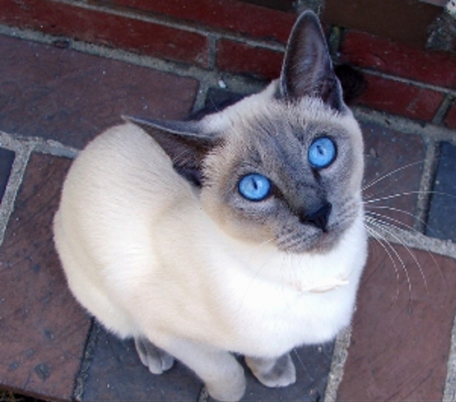 siamese cats with blue eyes photos