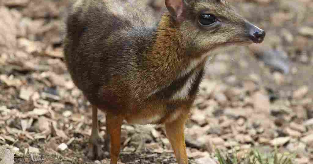 Kancil Jawa Tragulus javanicus Nama Gambar  Binatang A Z