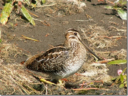 Wilson's Snipe - labeled for blog