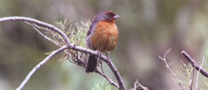 Bolivia logra el sexto lugar en reto de avistamiento de aves