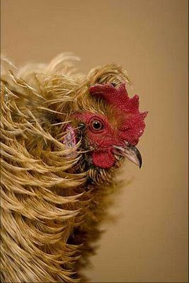 real or fake hen