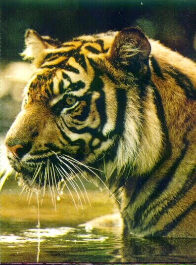 Gambar Harimau - Animasi Korea Meme Lucu Emo Bergerak