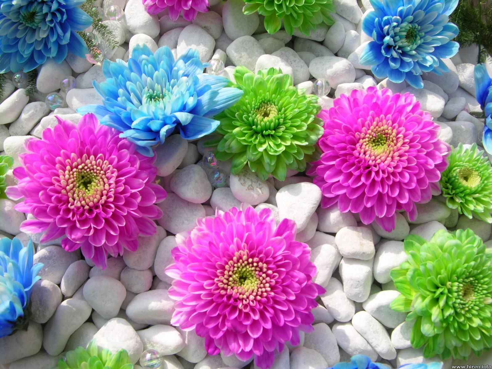 Download Wallpapers free: Nice Flowers wallpaper