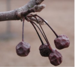 Плоды груши Каллери (Pyrus calleryana)