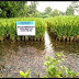 Foto Ikan Mas di Sawah ini Bikin Tercengang