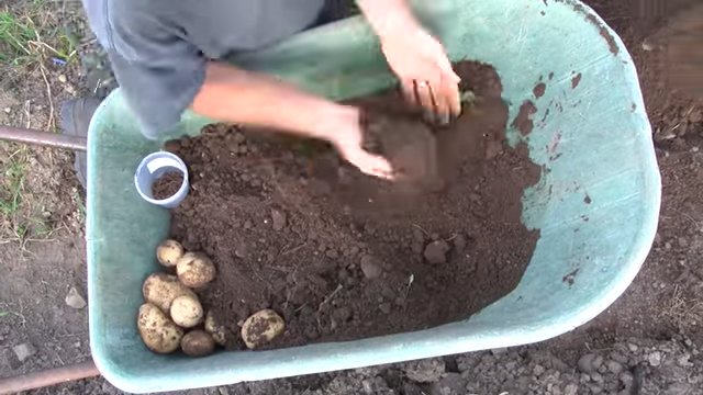worms in potatoes