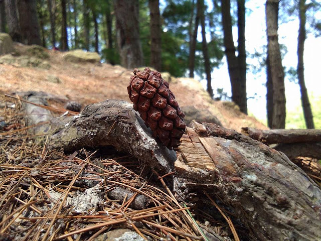 hutan pinus tapango polman