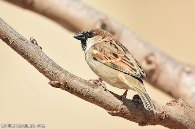 Pardal comú (Passer domesticus)