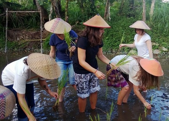 cerkak-pendek-bahasa-jawa-menanam-padi-di-sawah