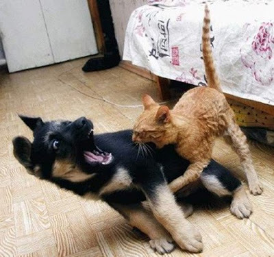 Dog and Cat fating cat is boss
