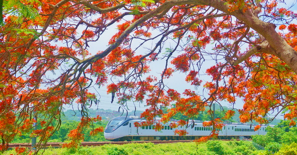 苗栗造橋綠池鳳凰花鐵道火車拍攝熱門景點，鳳凰花火車班次多