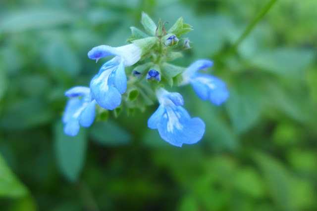 Salvia uliginosa